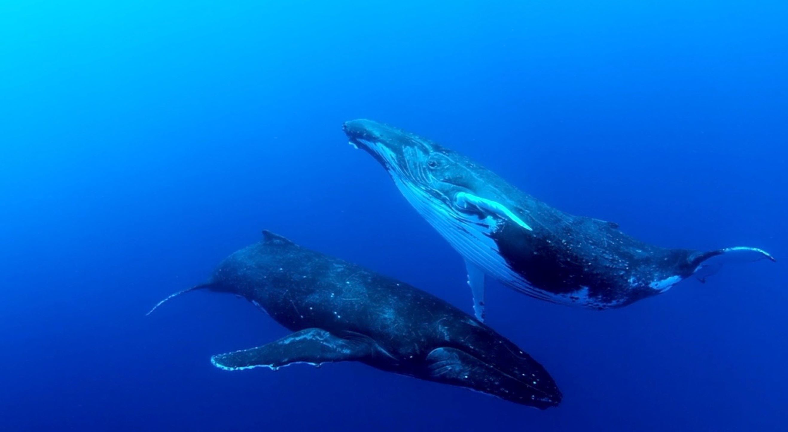 two whales in the ocean surrounded by deep blue water