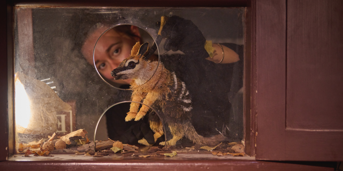 Image of a young person looking through a glass cabinet where a puppet of an animal is inside